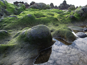 Canary Islands