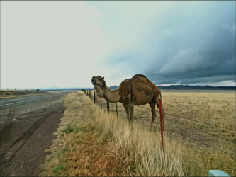 Marfa